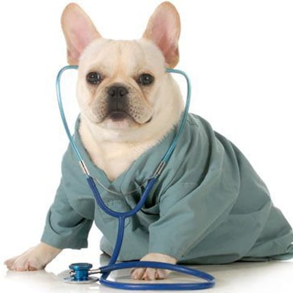 6 Common Pet Health Myths Debunked