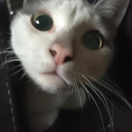 Five Heart-melting Ways in Which Cats Display Their Love For You