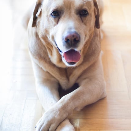 Looking After Your Senior Dog's Food Needs