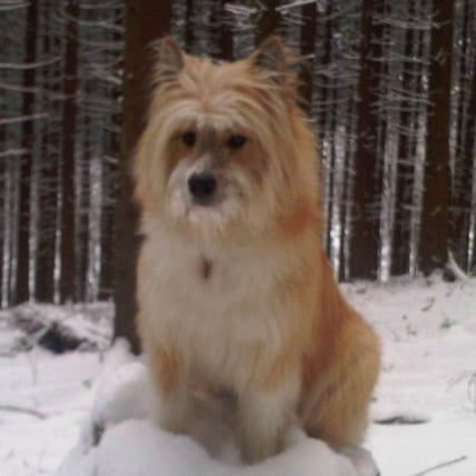 Helping Your Dog Beat the Chill Winter With Warm Food