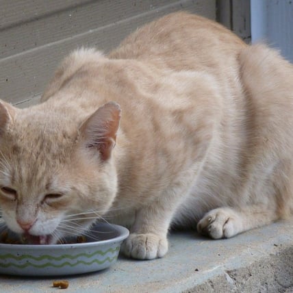Do Cats Need Supplements?