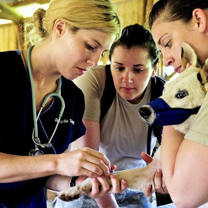 How Do Vets Take Care of Their Pets?