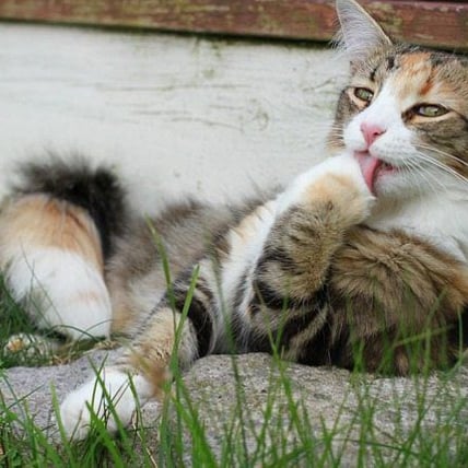 4 Ways to Improve Your Cat’s Immune System