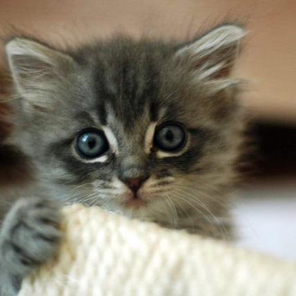 Choosing The Right Food For Your Kitten