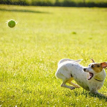 How to Choose the Best Toys for Your Pooch