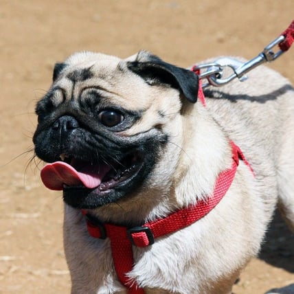 Is Chaining Your Dog Justified?