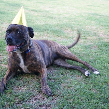 Is Your Dog’s Birthday around the Corner? Plan a Fun Birthday Party for Your Pet Buddy!