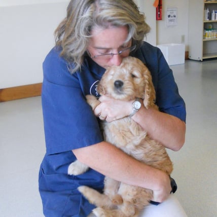Why Is My Dog Scared of the Vet?