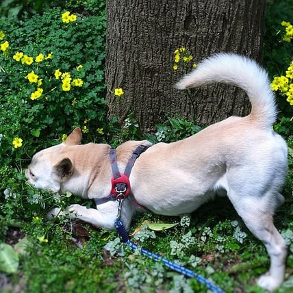 4 Supplements That Your Dog Should Be Having