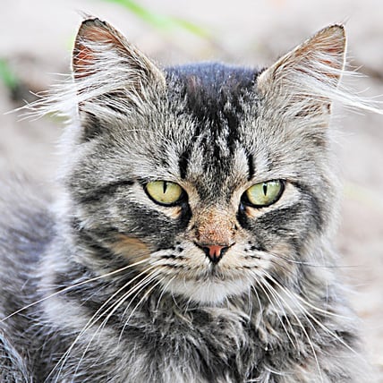 Why Do Cats Spray and How to Stop it