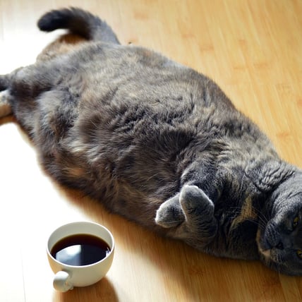 How To Make Weight-Loss Easier On Your Cat