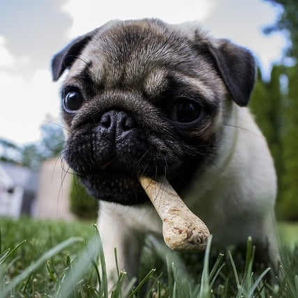 Choosing Between Grain vs. Grain Free Pet Food
