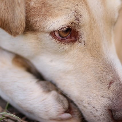 How good or bad is garlic for dogs?