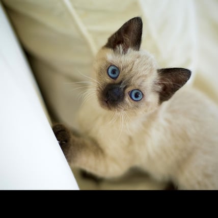 The Cat Breeds for Extroverts that you should Consider Adopting