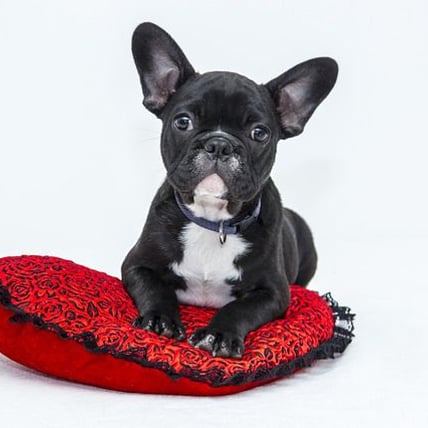 7 Ways to Keep Your Dog But Lose the Allergies