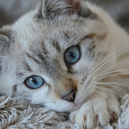 The Cat Breeds That Have Blue Eyes