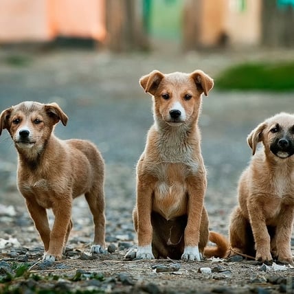 Dog and sitting postures