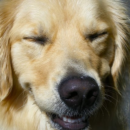 Best Tips to Ensure Your Dog’s Dental Hygiene