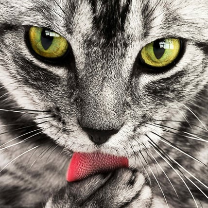 Pros and cons of cat claw covers