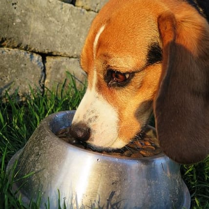 How to Buy Dog Food in Bulk?