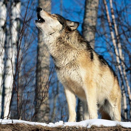 Making Your Dog Howl