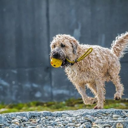 How to Keep Your Pet's Coat Flea-free and Shiny this Monsoon