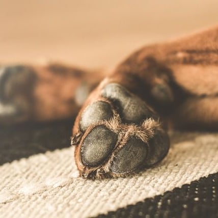 3 Tips for Keeping Your Dog's Paws Healthy and Moisturized