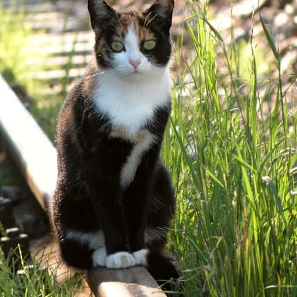 Food That You Shouldn't Be Feeding Your Cat