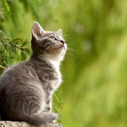 Gingivitis in Cats and Promoting Oral Care