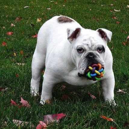 Tips for Finding Reliable Used Pet Goodies