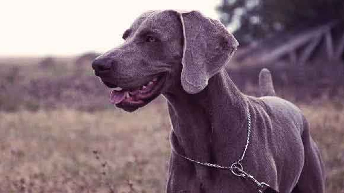 Dogs with store non shedding coats