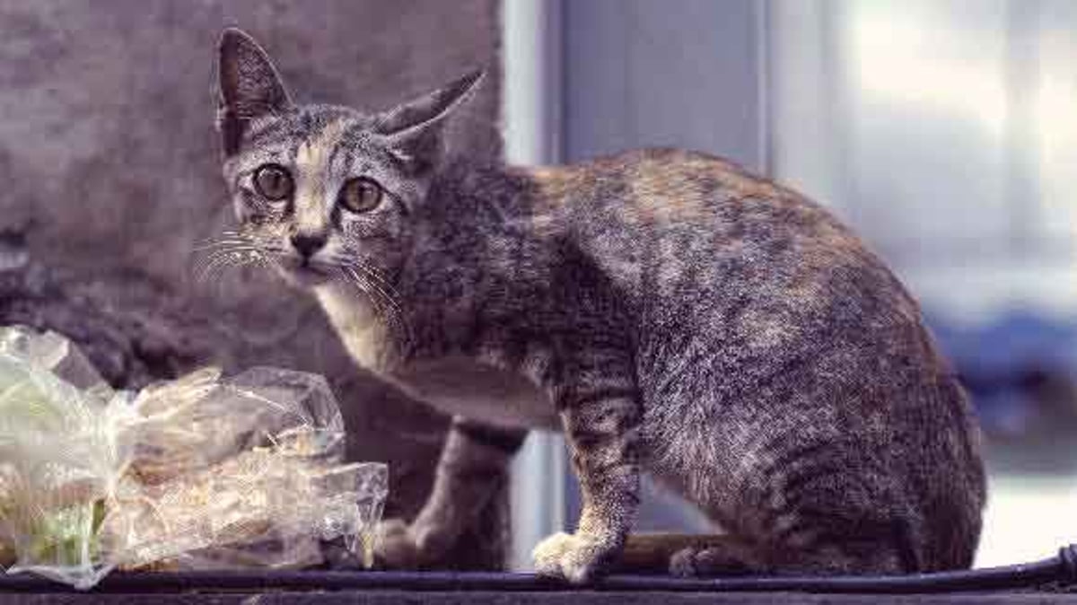 7 Signs Of Feline Lymphoma Petcarerx