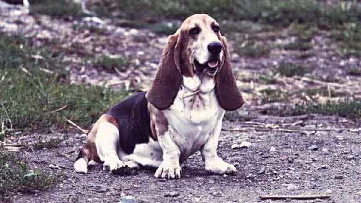 Learn About The Basset Hound Dog Breed From A Trusted Veterinarian