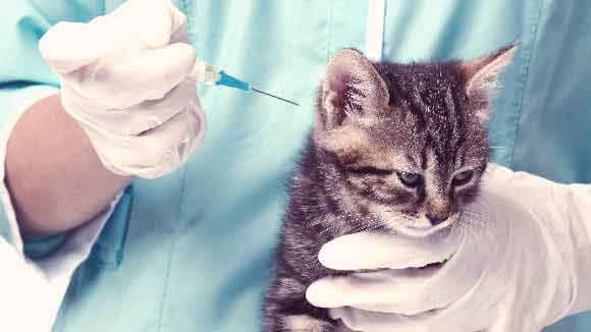vetsulin for cats left out overnight