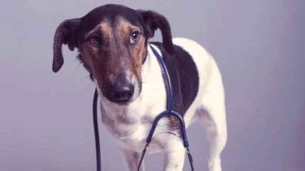 Using Dog Dewormer To Treat Cancer