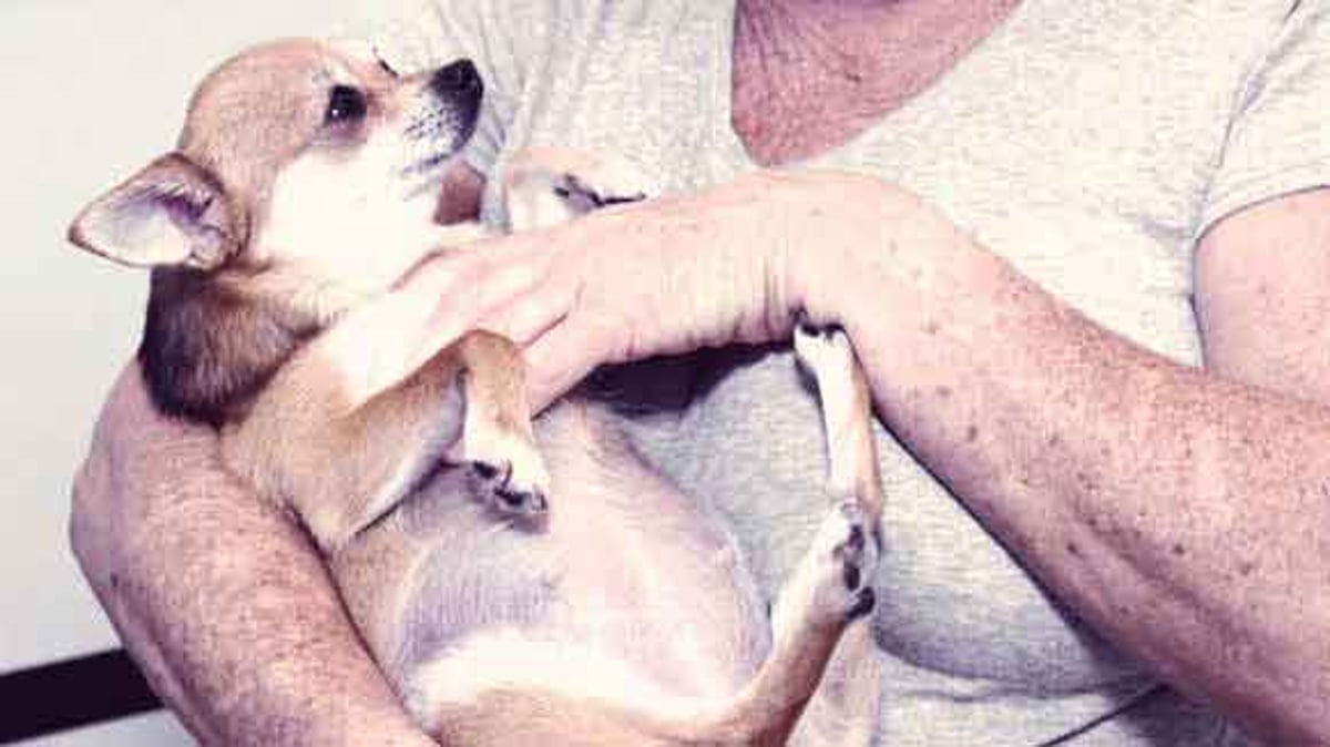 Health and Veterinary Care for Pregnant Dogs | PetCareRx Health and Veterinary Care for Pregnant Dogs | PetCareRx