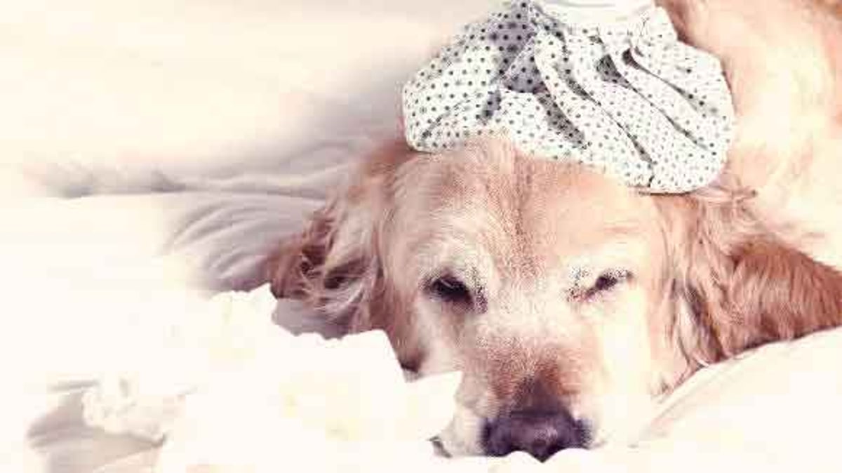 Caring For A Sick Dog: The Dos (And The Dont's) | PetCareRx