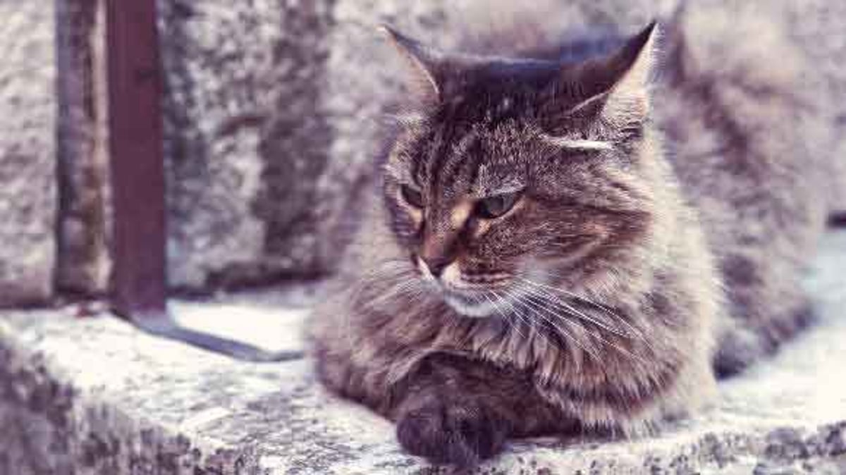 The Average Lifespan of a Cat: Breed by Breed Chart | PetCareRx