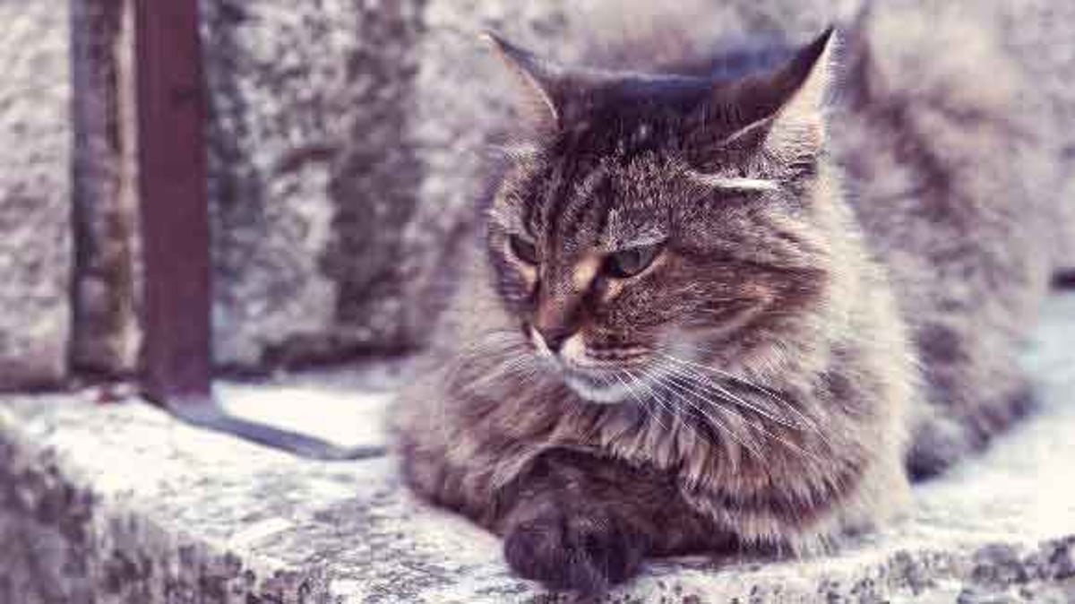 How To Care For Every Cat Breed