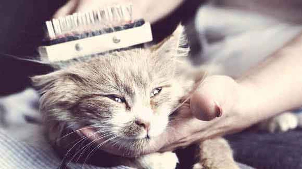  Safari Soft Bristle Brush for Cats : Pet Brushes : Pet Supplies