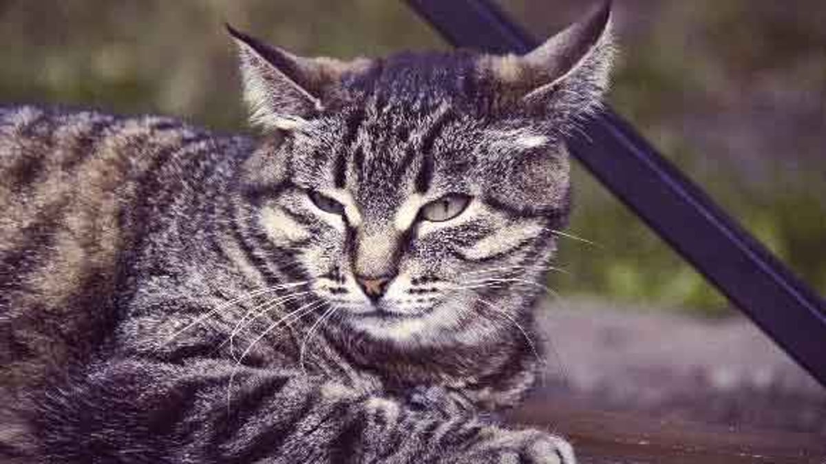 Why Cats Meow - Interpreting Cat Sounds - PetCareRx