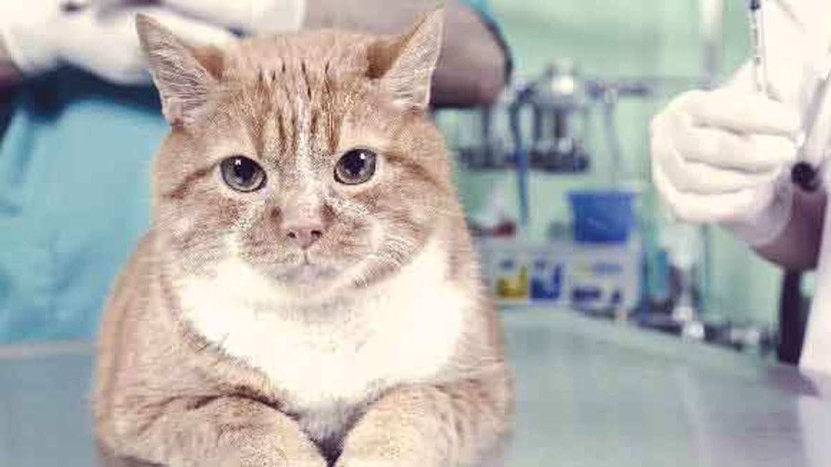 Cat Vaccinations What To Expect Petcarerx