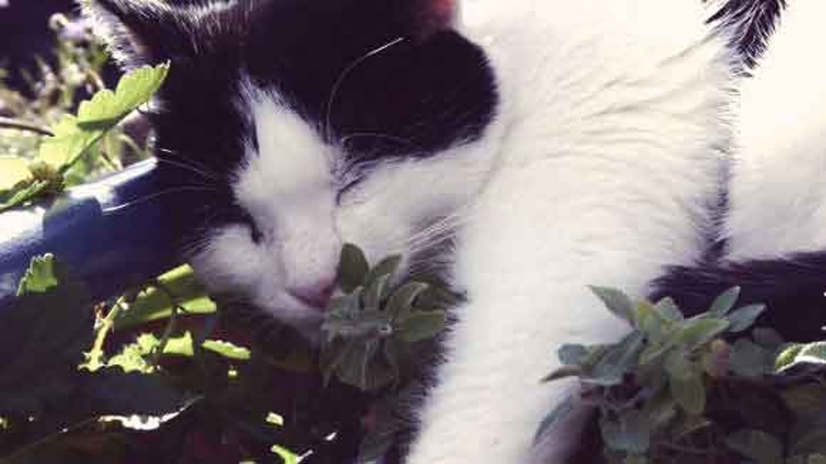 Catnip and pregnant store cats