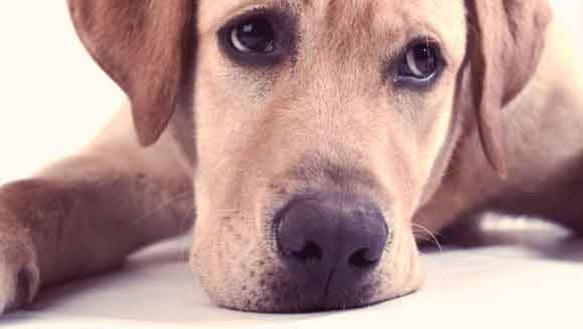 Causes And Symptoms Of Meningitis In Dogs Petcarerx