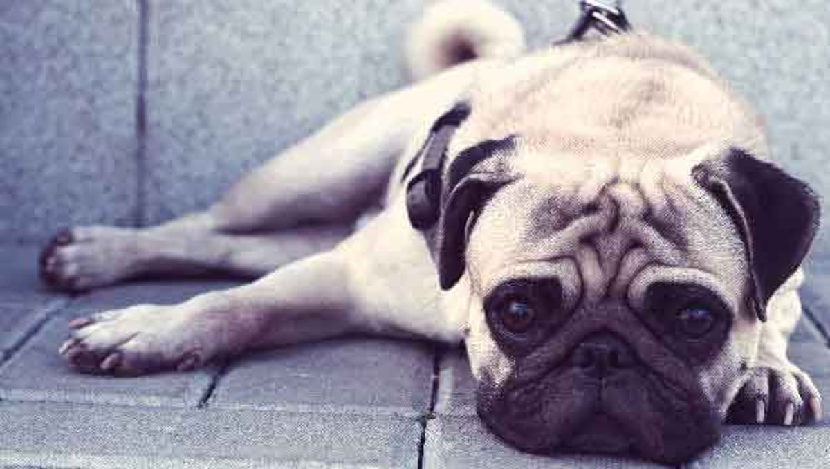 Causes And Symptoms Of Pug Dog Encephalitis Petcarerx