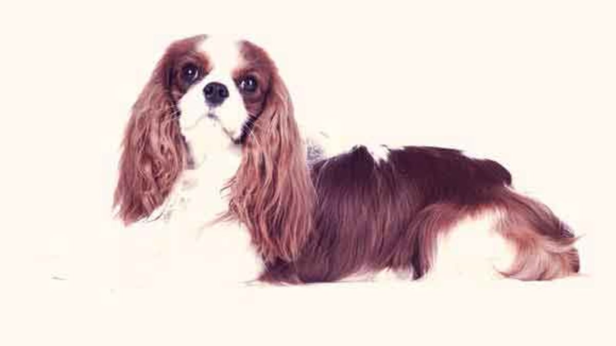 Cavalier King Charles Spaniel Dogs Breed - Information, Temperament, Size &  Price