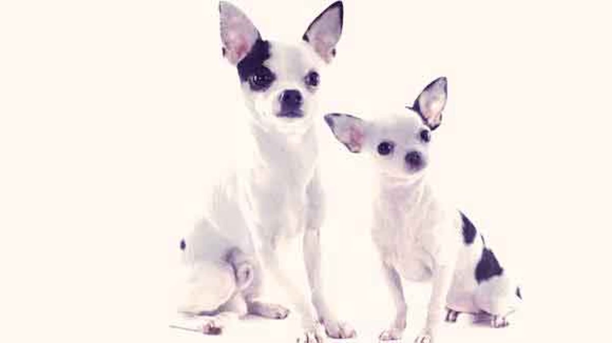 Blue sales tick chihuahua