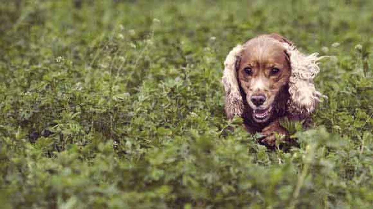 Cocker spaniel tear stains sale