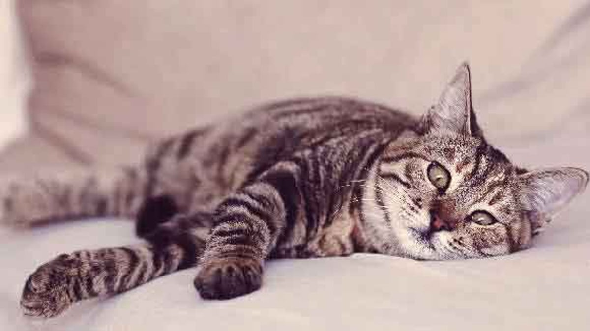 Everything You Need To Know About Coccidia In Cats Petcarerx