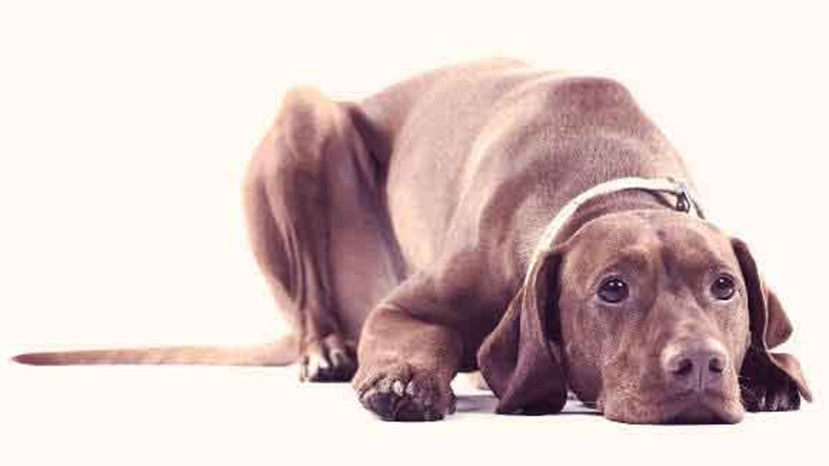 Coccidia in Dogs Large